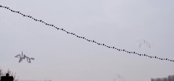 Flying birds in time